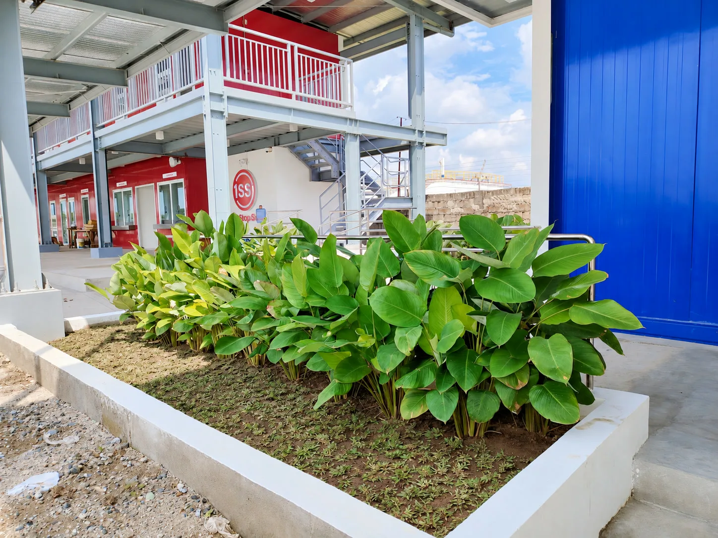 Broad-leaf planting in a raised bed along a covered steel walkway