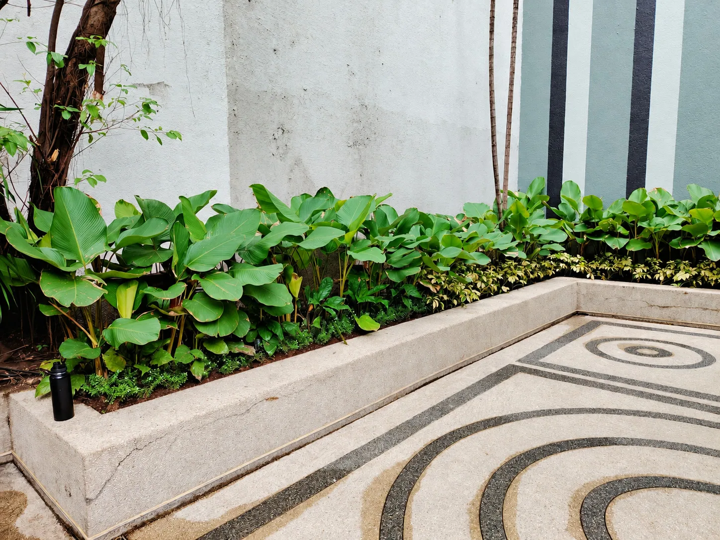 Broad-leaf planting beside circular black-and-white aggregate courtyard paving