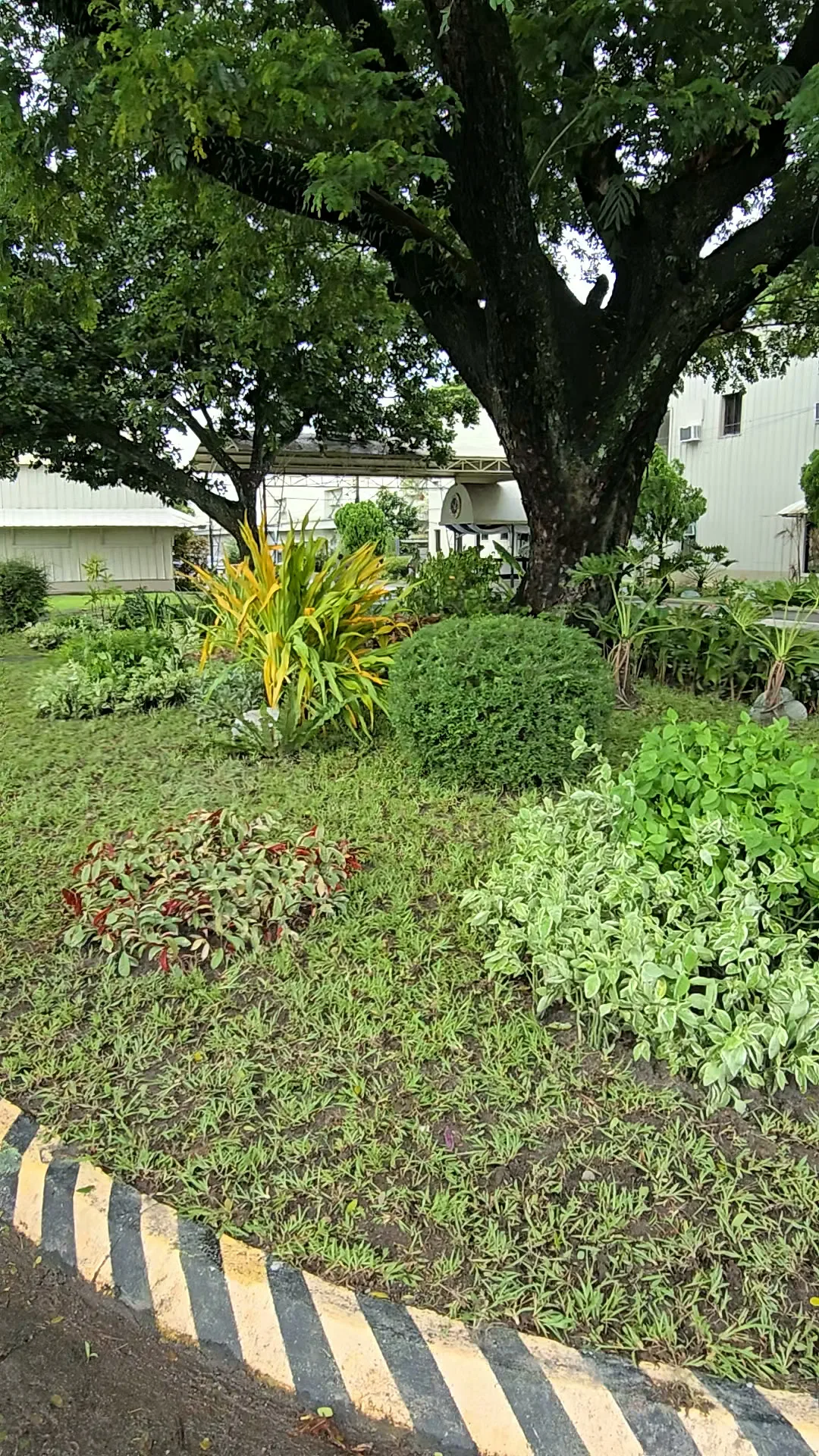 Layered groundcover, clipped shrubs, and accent planting beneath a mature tree