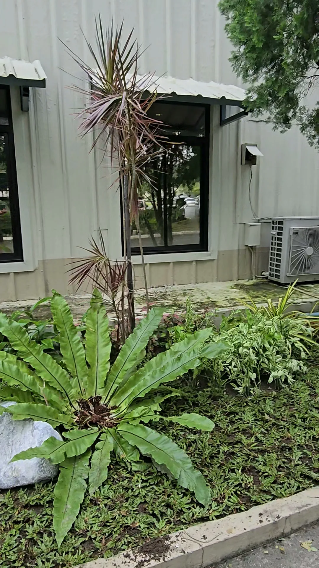 Tropical planting bed below an office window beside the building wall