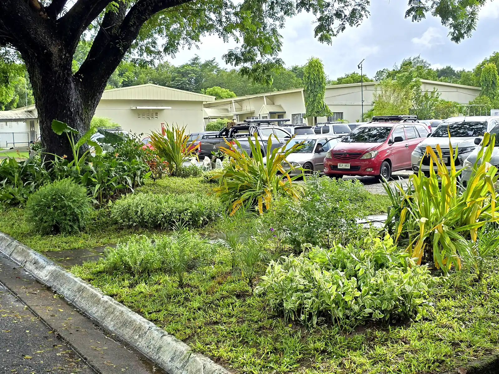 Groundcover and tropical plants beneath a mature tree beside the parking area