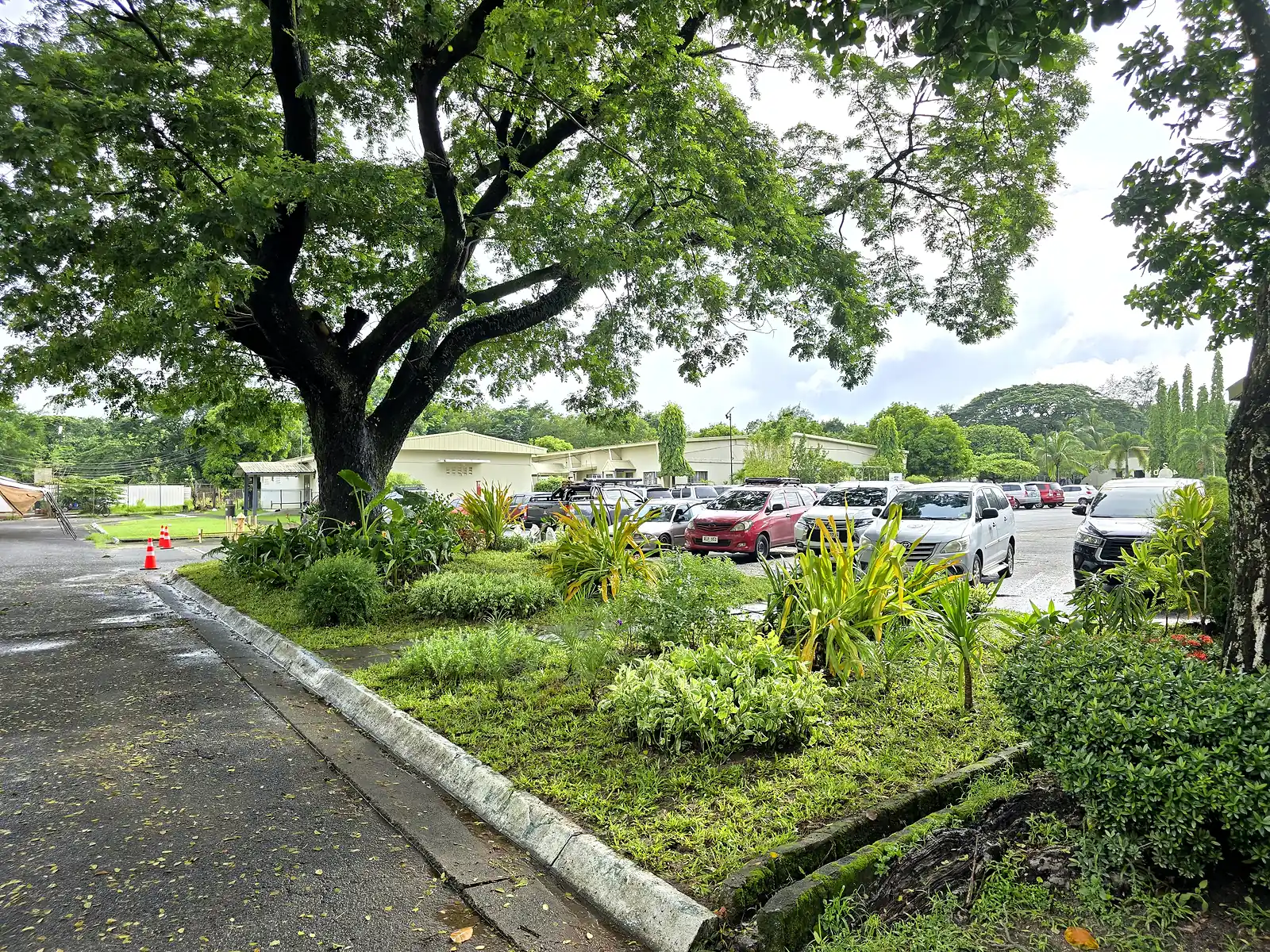 Wide view of a planted island beneath mature trees beside parked vehicles