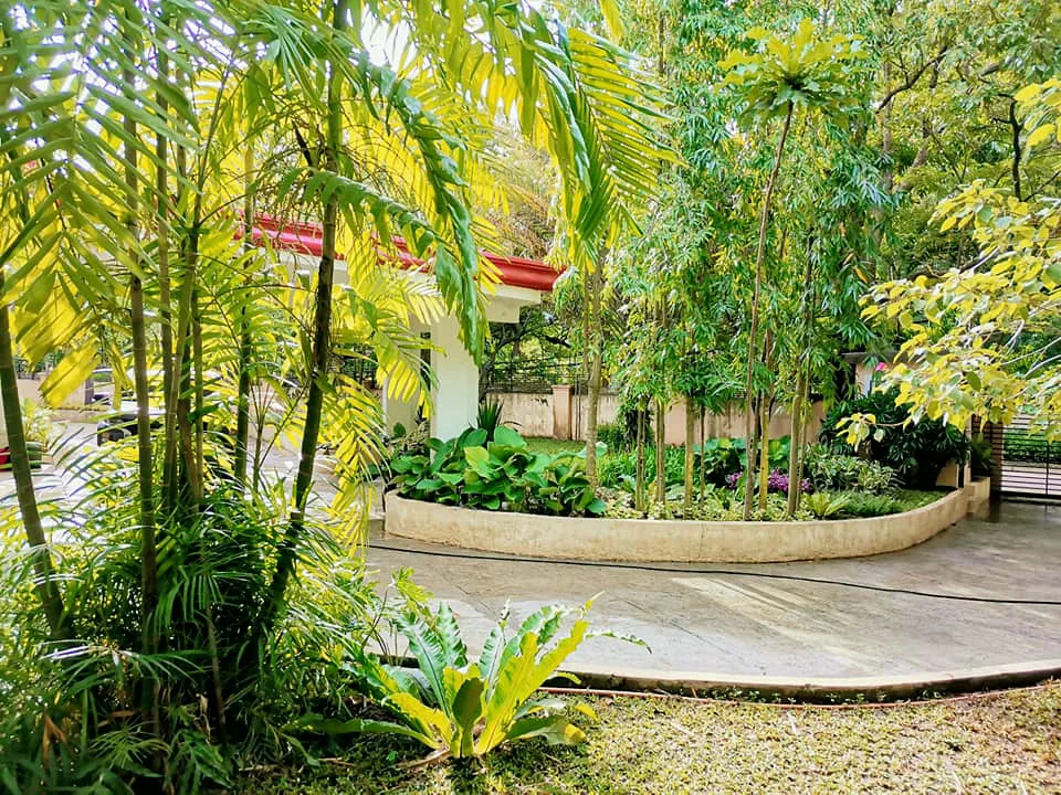 Shaded courtyard with palms, overhead tree canopy, and a curved planted bed