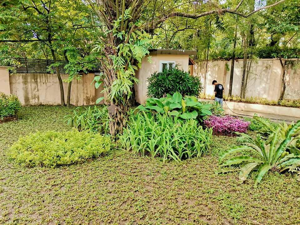 Layered tropical garden with groundcover, broad foliage, and mature trees
