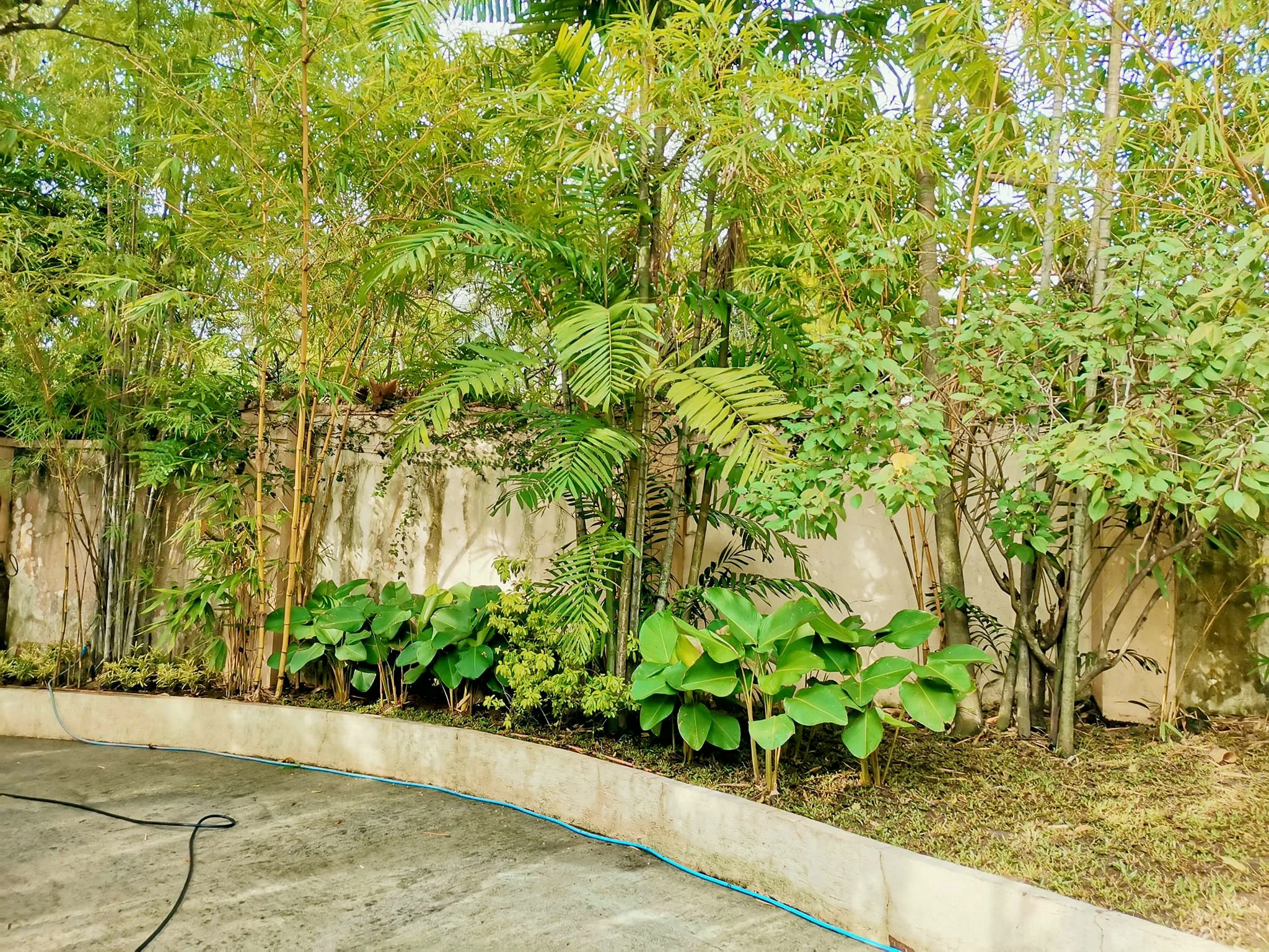 Bamboo and broad-leaf planting arranged along a curved property border