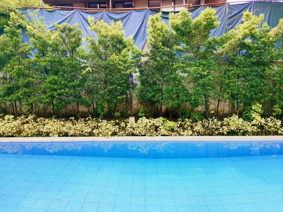 Pool edge facing a layered green screen of trees and low foliage